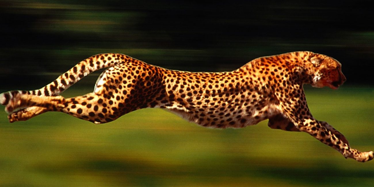 running_cheetah_-1248